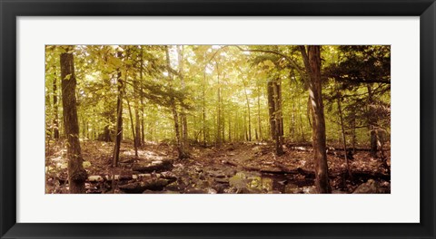 Framed Forest, Catskill Mountains, New York State, USA Print