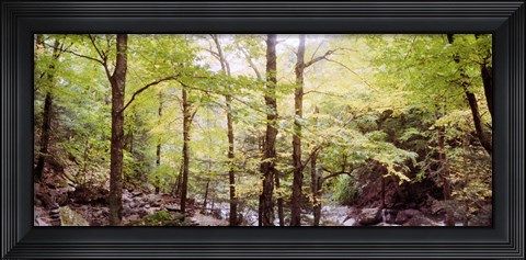 Framed Forest, Kaaterskill Falls, Catskill Mountains, New York State, USA Print