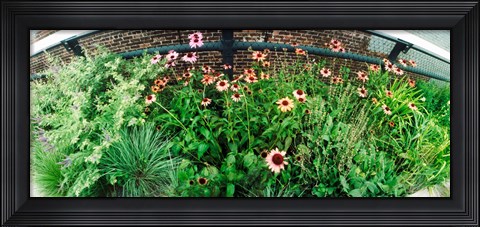Framed Flower bed, High Line, Chelsea, Manhattan, New York City, New York State, USA Print