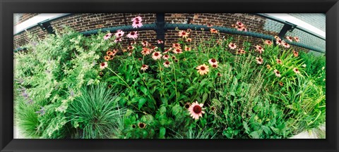 Framed Flower bed, High Line, Chelsea, Manhattan, New York City, New York State, USA Print