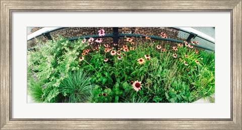Framed Flower bed, High Line, Chelsea, Manhattan, New York City, New York State, USA Print