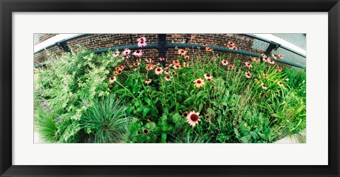 Framed Flower bed, High Line, Chelsea, Manhattan, New York City, New York State, USA Print