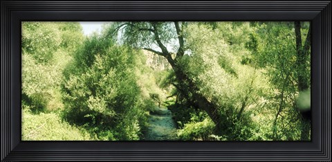Framed Trail through the trees in a forest, Cappadocia, Central Anatolia Region, Turkey Print