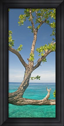 Framed Tree overhanging sea at Xtabi Hotel, Negril, Westmoreland, Jamaica Print