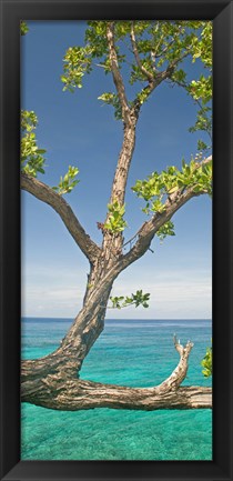 Framed Tree overhanging sea at Xtabi Hotel, Negril, Westmoreland, Jamaica Print