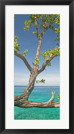 Framed Tree overhanging sea at Xtabi Hotel, Negril, Westmoreland, Jamaica Print