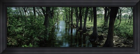 Framed Trees along Blanco River, Texas, USA Print
