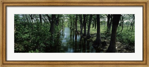 Framed Trees along Blanco River, Texas, USA Print