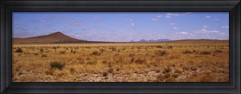 Framed Dry grass and bush at Big Bend National Park, Texas, USA Print
