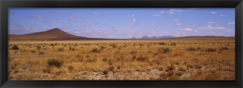 Framed Dry grass and bush at Big Bend National Park, Texas, USA Print