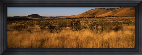 Framed Dry grass on a landscape, Texas, USA Print