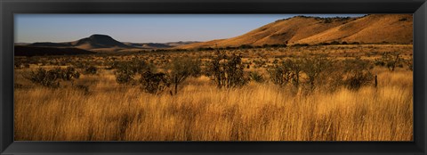 Framed Dry grass on a landscape, Texas, USA Print