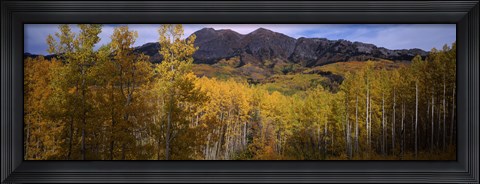Framed Trees in autumn, Colorado Print