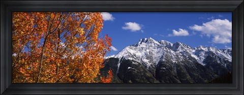 Framed Autumn Trees and snowcapped mountains, Colorado Print