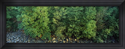 Framed High angle view of trees, High Force, River Tees, County Durham, England Print