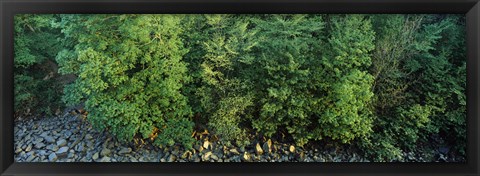 Framed High angle view of trees, High Force, River Tees, County Durham, England Print