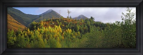 Framed Trees on a mountain, Five Sisters of Kintail, Glen Shiel, Highland Region, Scotland Print