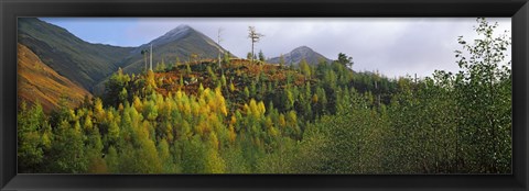 Framed Trees on a mountain, Five Sisters of Kintail, Glen Shiel, Highland Region, Scotland Print