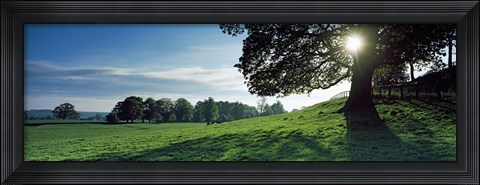 Framed Sun shining through tree in a park, Hovingham Park, Ryedale, North Yorkshire, England Print