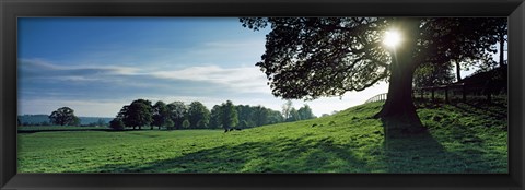 Framed Sun shining through tree in a park, Hovingham Park, Ryedale, North Yorkshire, England Print
