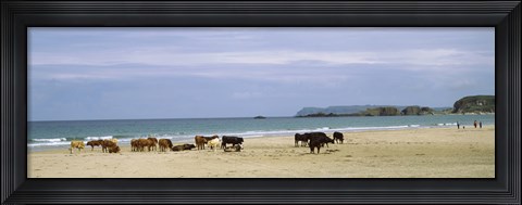 Framed Cows on the beach, White Rocks Bay, County Antrim, Northern Ireland Print