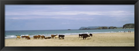 Framed Cows on the beach, White Rocks Bay, County Antrim, Northern Ireland Print