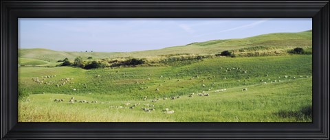 Framed Flock of sheep in a field, Tuscany, Italy Print