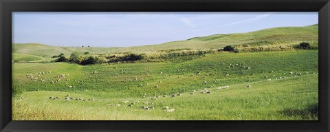 Framed Flock of sheep in a field, Tuscany, Italy Print