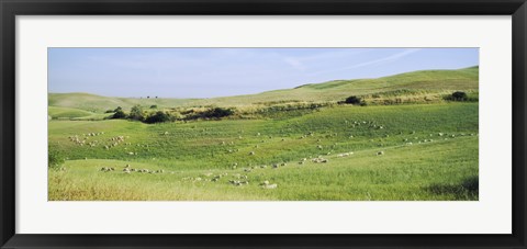 Framed Flock of sheep in a field, Tuscany, Italy Print