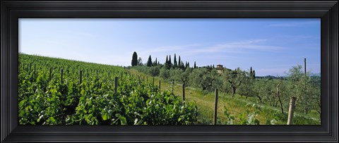 Framed Vineyard, Tuscany, Italy Print