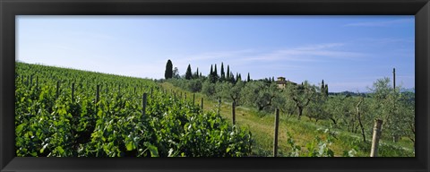 Framed Vineyard, Tuscany, Italy Print