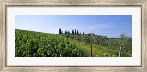 Framed Vineyard, Tuscany, Italy Print