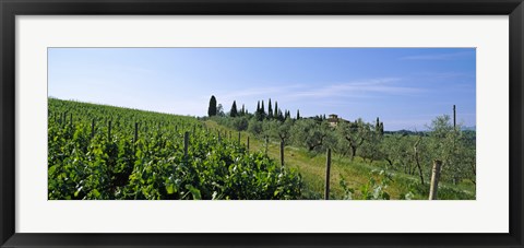 Framed Vineyard, Tuscany, Italy Print