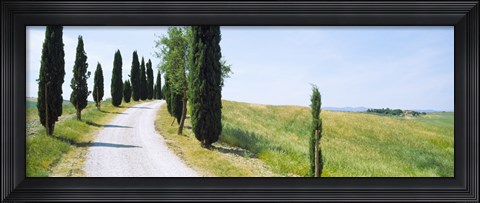 Framed Cypress trees along farm road, Tuscany, Italy Print