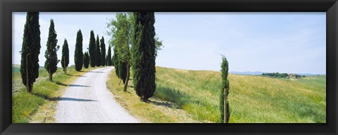 Framed Cypress trees along farm road, Tuscany, Italy Print