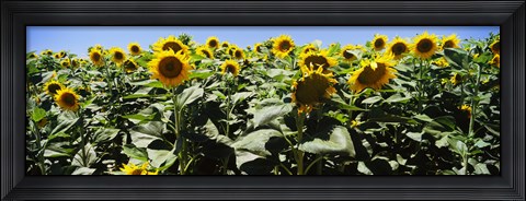 Framed Sunflower field, California, USA Print