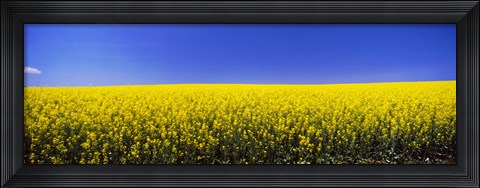 Framed Canola field in bloom, Idaho Print