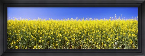 Framed Close up of Canola in bloom, Idaho Print