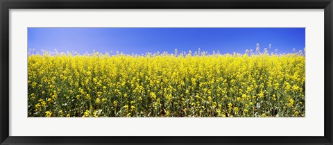 Framed Close up of Canola in bloom, Idaho Print