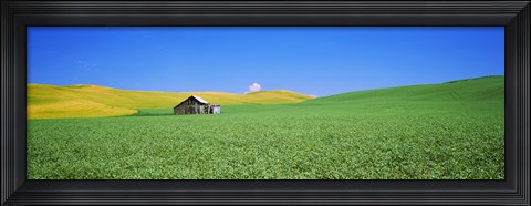 Framed Shack in a field, Palouse County, Washington State Print