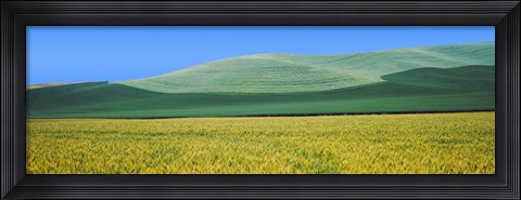 Framed Crops in fields, Palouse, Whitman County, Washington State Print