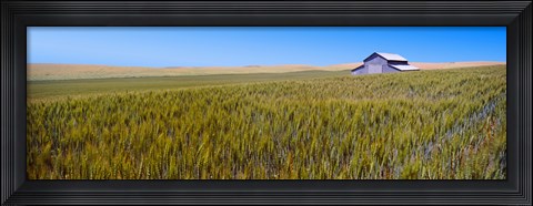 Framed Old barn in a field, Palouse County, Washington State, USA Print