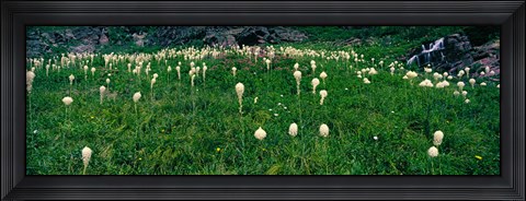 Framed Beargrass (Xerophyllum tenax) on a landscape, US Glacier National Park, Montana Print