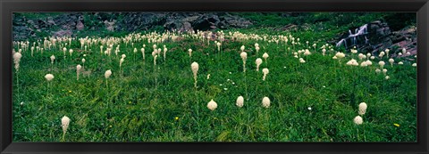 Framed Beargrass (Xerophyllum tenax) on a landscape, US Glacier National Park, Montana Print