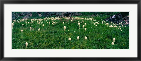 Framed Beargrass (Xerophyllum tenax) on a landscape, US Glacier National Park, Montana Print