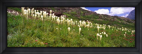 Framed Close Up of Beargrass, US Glacier National Park, Montana Print