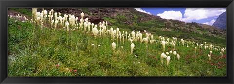 Framed Close Up of Beargrass, US Glacier National Park, Montana Print