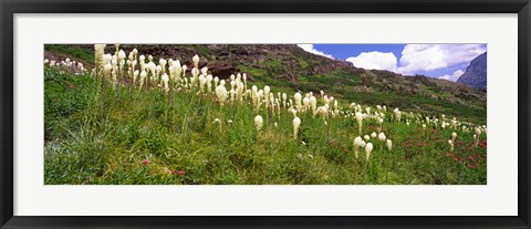 Framed Close Up of Beargrass, US Glacier National Park, Montana Print