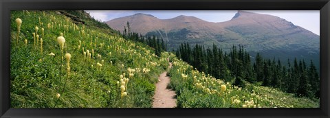 Framed Hiking trail with Beargrass (Xerophyllum tenax) at US Glacier National Park, Montana Print