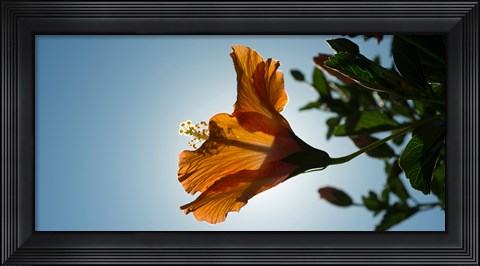 Framed Close-up of a Hibiscus flower in bloom, Oakland, California, USA Print